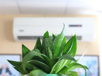 A vibrant green snake plant is featured in the foreground, with a white wall-mounted air conditioning unit visible